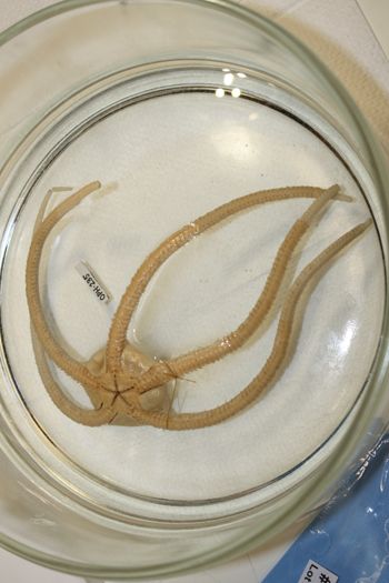 Media type: image;   Invertebrate Zoology OPH-235 Description: Preserved specimen.;